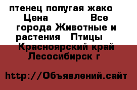 птенец попугая жако  › Цена ­ 60 000 - Все города Животные и растения » Птицы   . Красноярский край,Лесосибирск г.